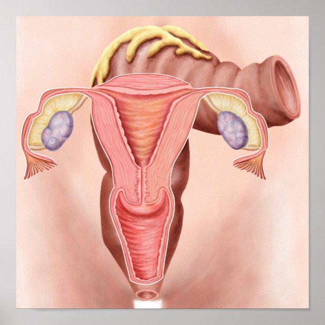 Poster Anatomie Du Système Reproductif Féminin 2 (Devant)