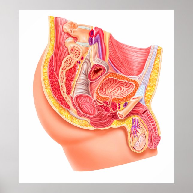 Poster Anatomie Du Système Reproductif Homme (Devant)