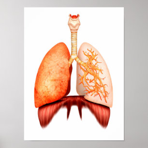 Poster Anatomie Du Système Respiratoire Humain, Vue Avant