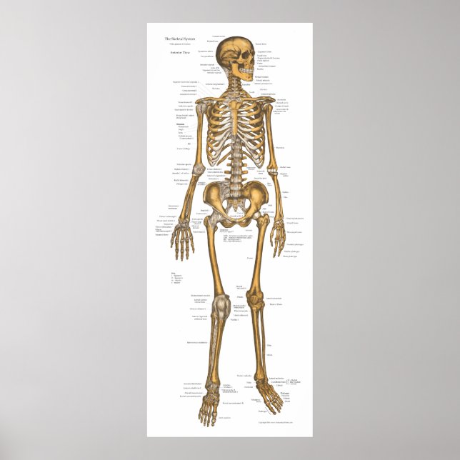 Poster Anatomie du système Skeletal humain Graphique 24 X (Devant)
