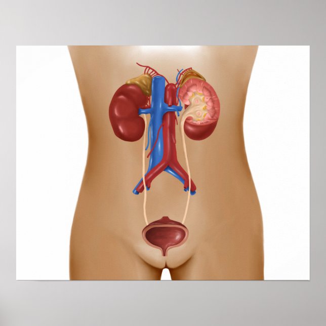 Poster Anatomie Du Système Urinaire Féminin (Devant)