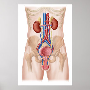 Poster Anatomie Du Système Urinaire Masculin