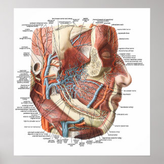 Poster Anatomie du visage