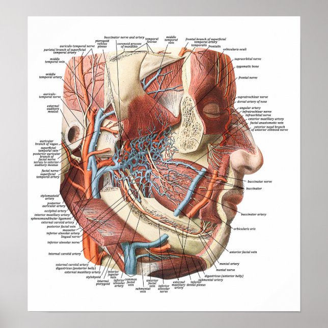 Poster Anatomie du visage (Devant)