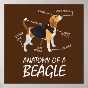 Poster Anatomie D'Un Amoureux des chiens Beagle