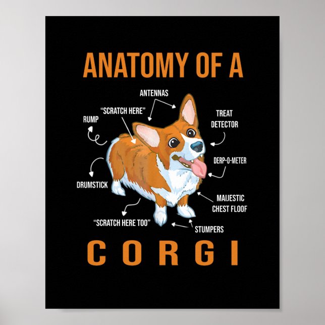 Poster Anatomie d'un chien de Corgi Funny (Devant)