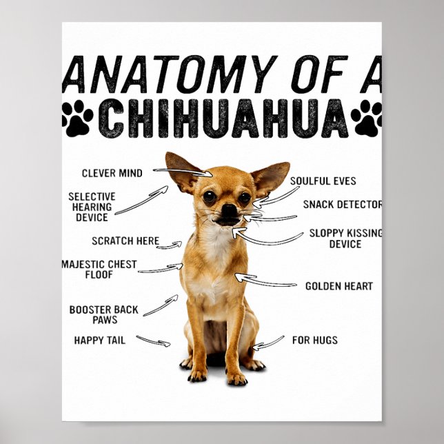 Poster anatomie d'un chihuahua chien animaux amoureux pro (Devant)