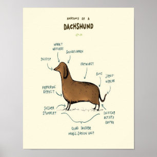 Poster Anatomie D'Un Dachshund  Amoureux de les chiens de