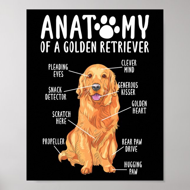 Poster Anatomie d'un Golden Retriever Papa maman (Devant)