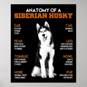 Poster Anatomie d'un Husky Sibérien chiens drôle Art