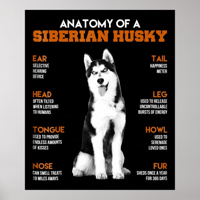 Poster Anatomie d'un Husky Sibérien chiens drôle Art (Devant)