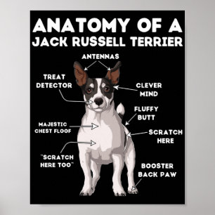 Poster Anatomie d'un Jack Russell Terrier