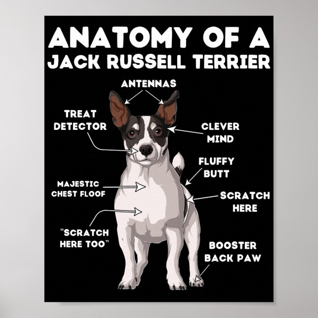 Poster Anatomie d'un Jack Russell Terrier (Devant)