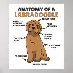 Poster Anatomie D'Un Labradoodle Cute Canine Chiot