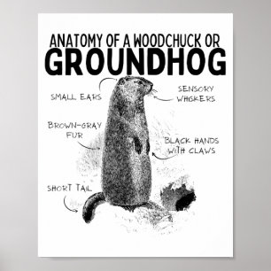 Poster Anatomie d'un marmotte ou d'un groundhog drôle d'a