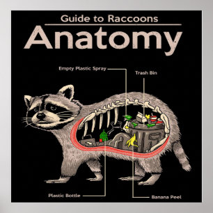 Poster Anatomie d'un raton laveur   Cute Panda Lover