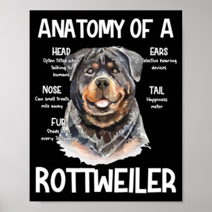 Poster Anatomie D'Un Rottweiler Pour Les Amoureux de les 