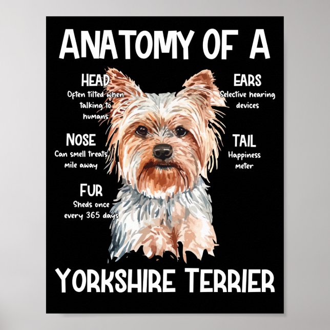 Poster Anatomie D'Un Yorkshire Terrier Pour Amoureux de l (Devant)