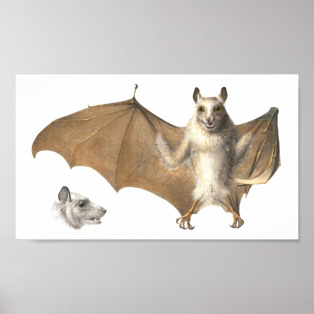 Poster Anatomie d'une chauve-souris - Antique gravure (Devant)