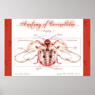Poster Anatomie d'une coccinelle (Coccinellidae)