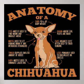 Poster Anatomie D'Une Toile De Chihuahua