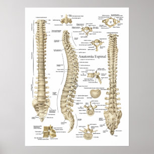 Poster Anatomie espagnole Anatomie de la colonne vertébra