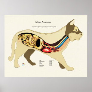 Poster Anatomie féminine interne Cat