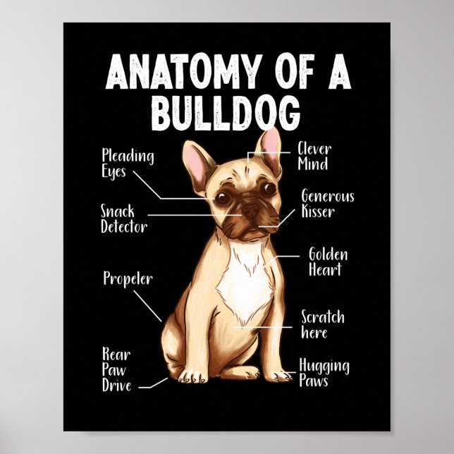 Poster Anatomie Française De Bulldog D'Un Bulldog Maman P (Devant)