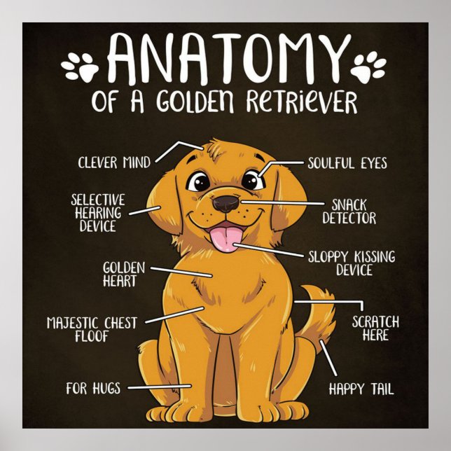 Poster Anatomie Golden Retriever | Golden Retriever Lover (Devant)