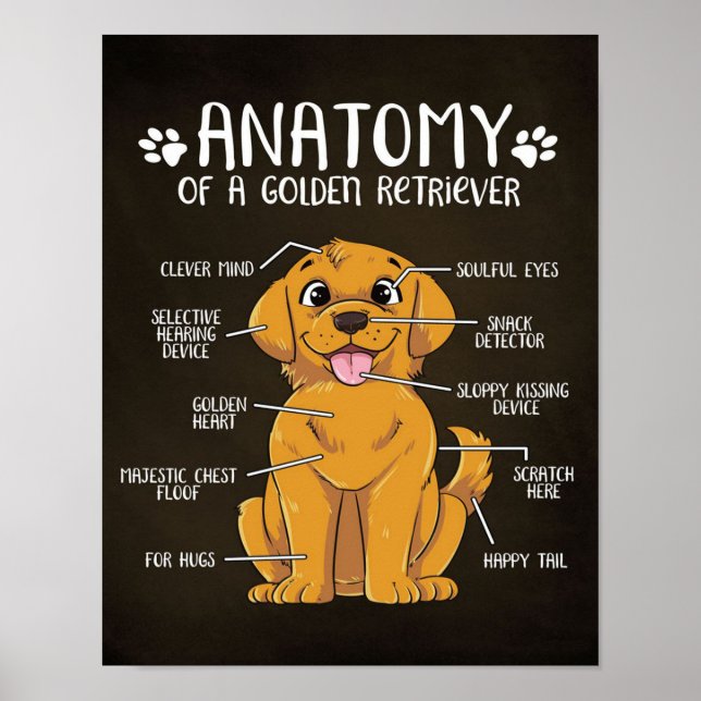 Poster Anatomie Golden Retriever | Golden Retriever Lover (Devant)