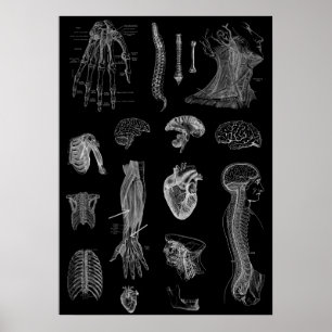 Poster Anatomie humaine