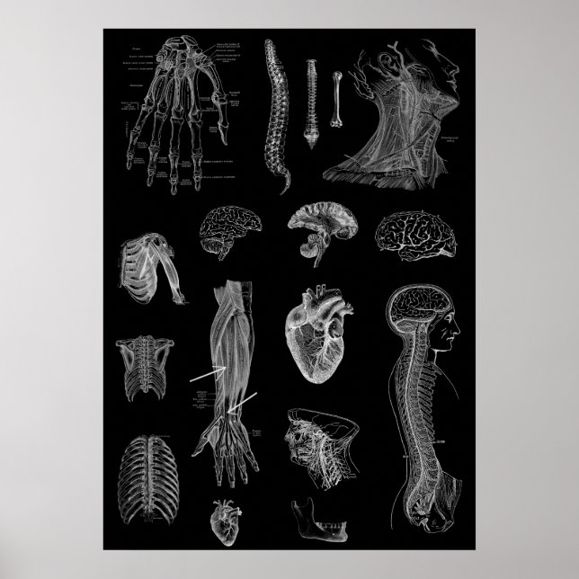 Poster Anatomie humaine (Devant)