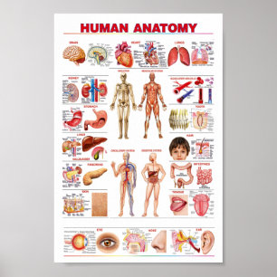 Poster Anatomie humaine