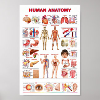 Poster Anatomie humaine