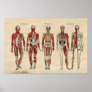 Poster Anatomie humaine 1841 Imprimer Muscles Nerves