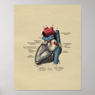 Poster Anatomie humaine de coeur 1902 copies vintages