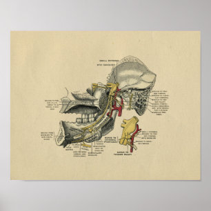 Poster Anatomie humaine de la mâchoire TMJ 1902 copies