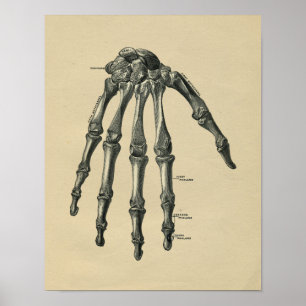 Poster Anatomie humaine de main 1902 copies vintages