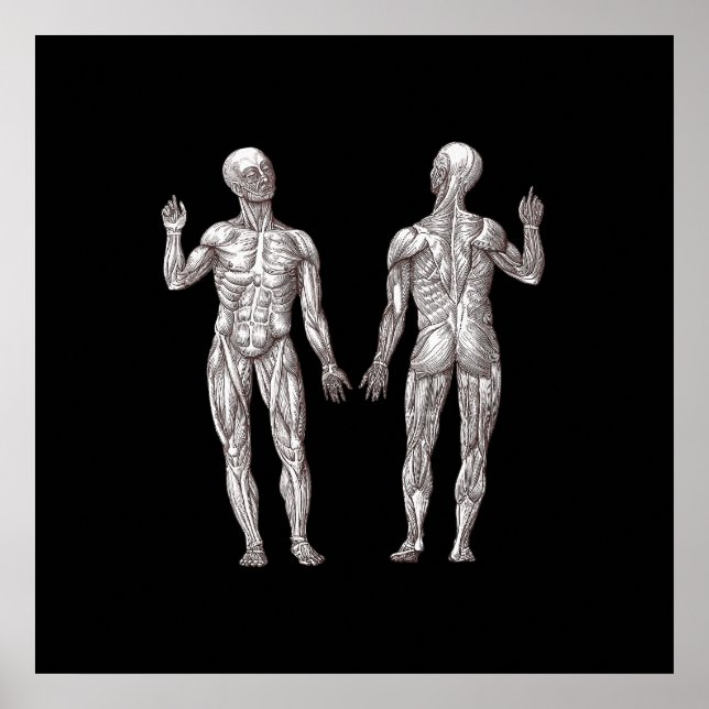 Poster Anatomie humaine - Le système musculaire (Devant)