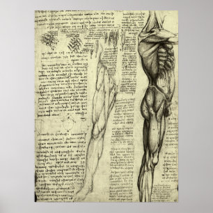 Poster Anatomie humaine masculine - Muscles par Léonard d