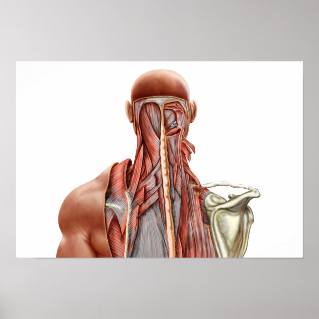 Poster Anatomie Humaine Montrant Des Muscles Profonds Dan (Devant)