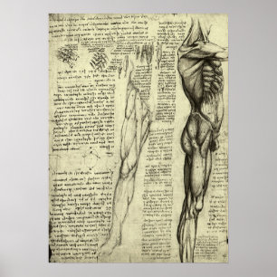 Poster Anatomie humaine Muscles masculins par Leonardo da