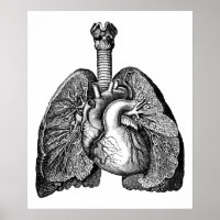 Anatomie humaine Poumons Coeur Science Art