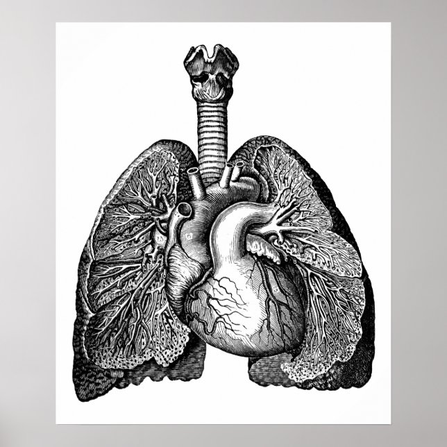 Poster Anatomie humaine Poumons Coeur Science Art (Devant)