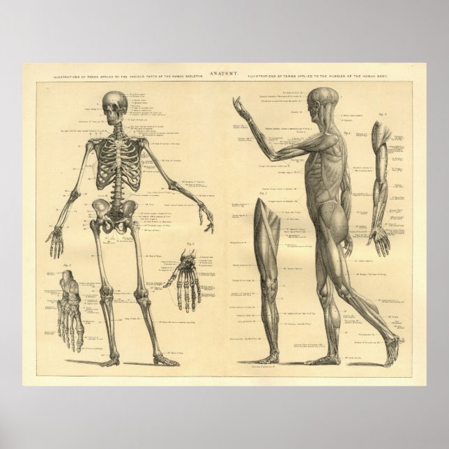 Poster Anatomie humaine Squelette et muscles du corps (Devant)