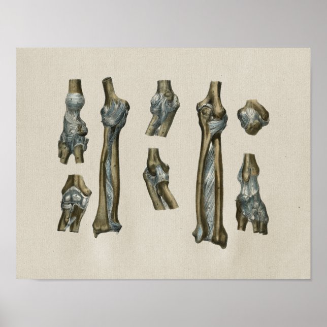Poster Anatomie humaine Vintage (Devant)