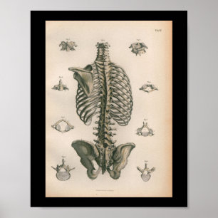 Poster Anatomie humaine vintage Imprimer os squelettes