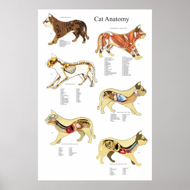 Poster Anatomie interne de l'organe Cat Organigramme vété (Devant)