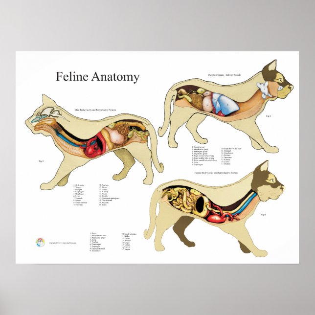 Poster Anatomie interne de l'organe Cat Organigramme vété (Devant)