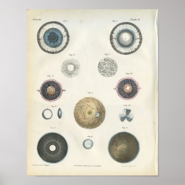 Poster Anatomie interne des yeux humains Imprimer (Devant)